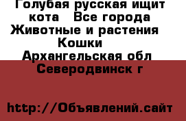 Голубая русская ищит кота - Все города Животные и растения » Кошки   . Архангельская обл.,Северодвинск г.